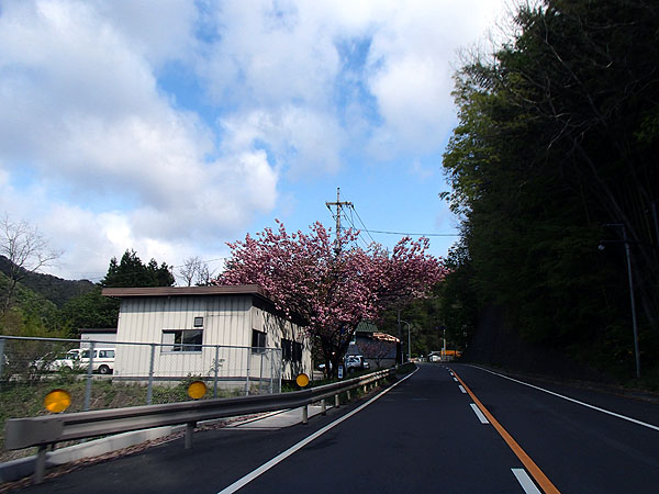沿道に桜が咲いていた